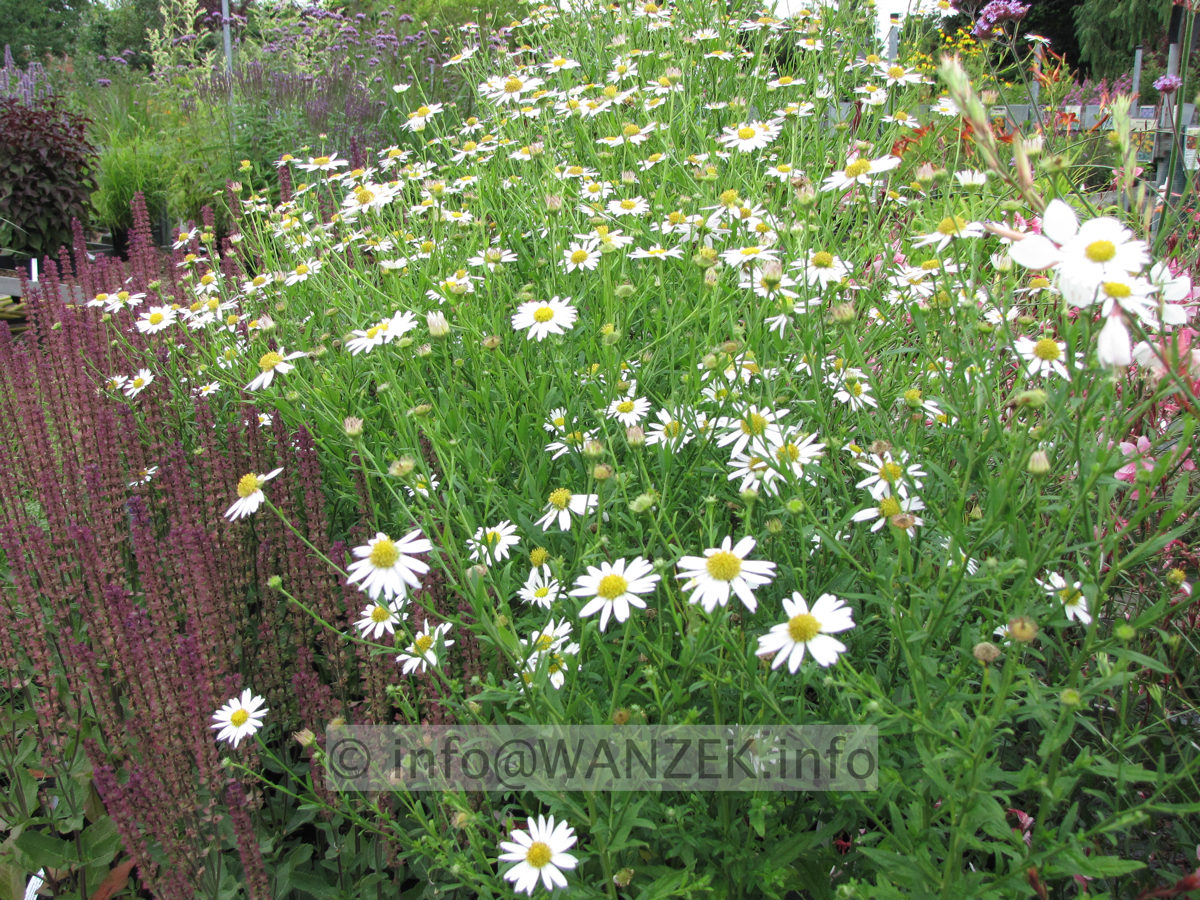Aster ericoides Hug2.JPG